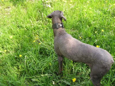 Die Huehnerhunde 