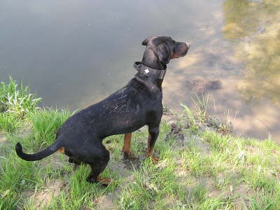 Die Huehnerhunde 