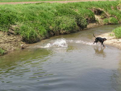 Die Huehnerhunde 