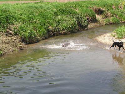 Die Huehnerhunde 