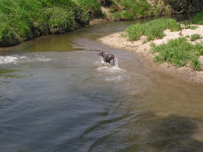 Die Huehnerhunde 