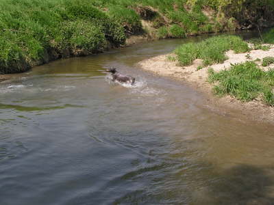 Die Huehnerhunde 