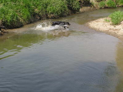 Die Huehnerhunde 