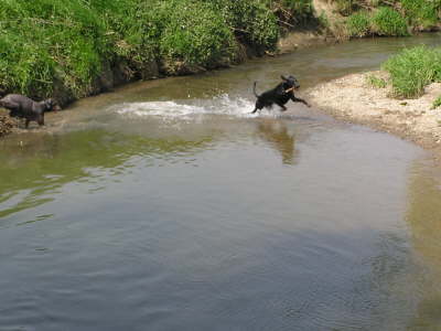 Die Huehnerhunde 