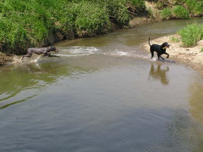 Die Huehnerhunde 
