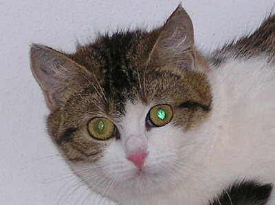 Maus