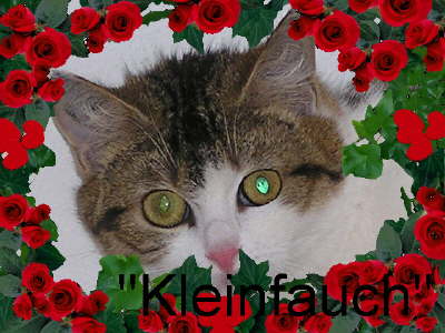 Maus