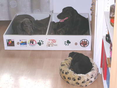 Die Huehnerhunde