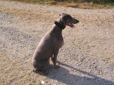 Dina