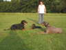Die Huehnerhunde