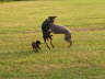 DoberDance!