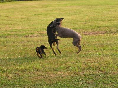 DoberDance!