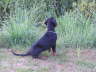 Black Inferno
