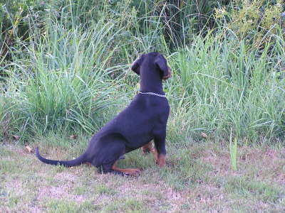 Black Inferno