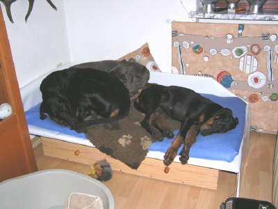 Die Huehnerhunde