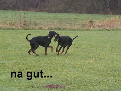 Huehnerhunde
