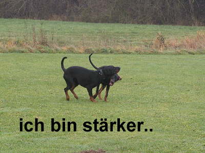 Huehnerhunde