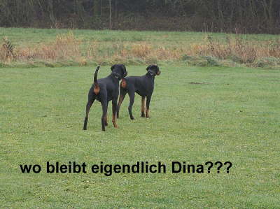 Huehnerhunde