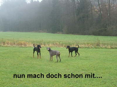Huehnerhunde