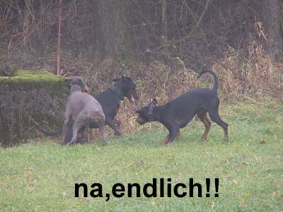 Huehnerhunde