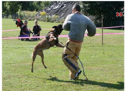 Taser - Allschwil & Niederbipp 2013